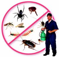 Organic Pest Control Canberra image 1